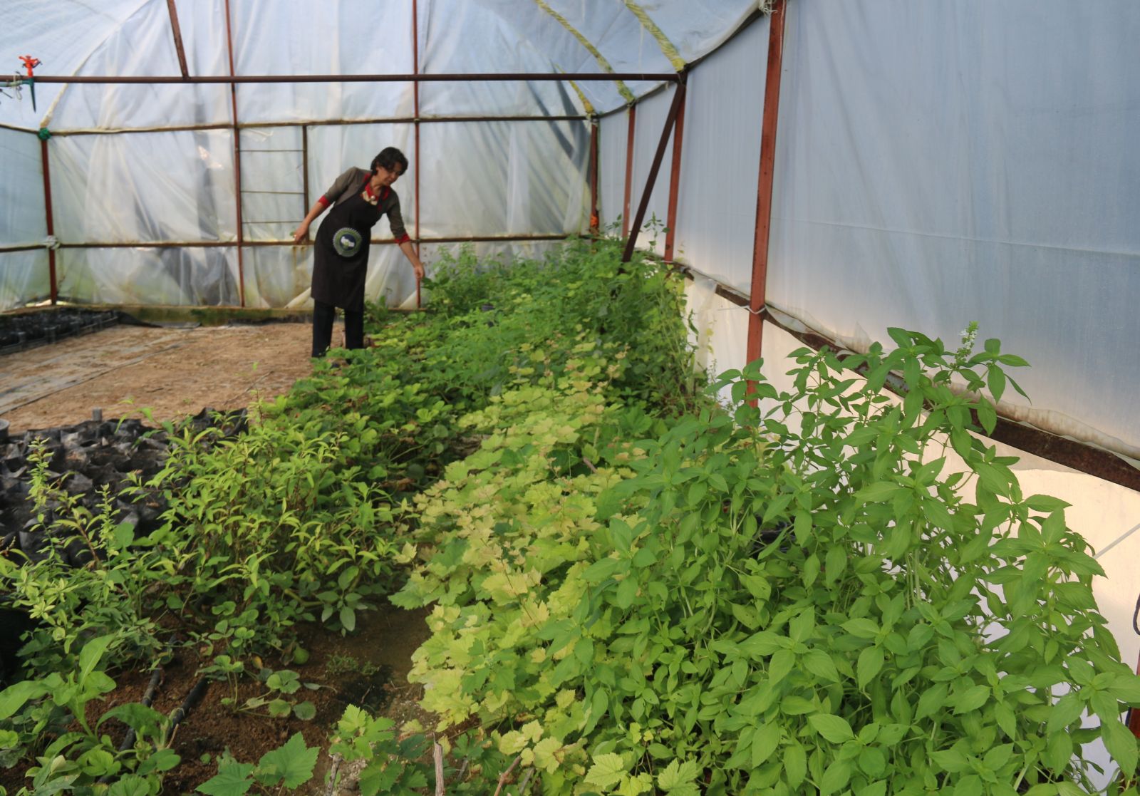 Yılda 8 ton üretiyor, 150-200 bin arasında kar kalıyor